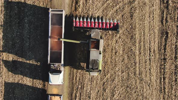 Pouring Corn Grain Into Truck Trailer alt