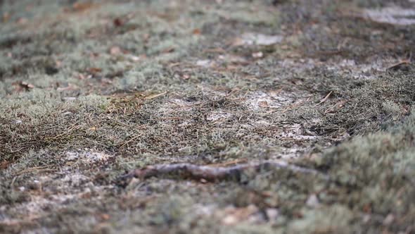 Clumps of Moss Spread on the Ground in the Forest
