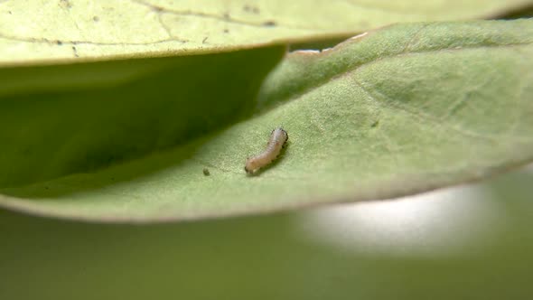 First instar Monarch caterpillar, tiny caterpillar of Plain Tiger butterfly eating leaf. New born alt