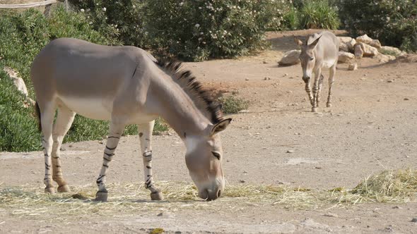 Two Donkeys Walking and Grazing Grass in Countryside on Sunny Day in Summer