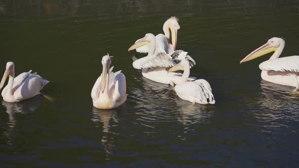 Cute Pelican Family Swimming in Pond And Grooming Themselves