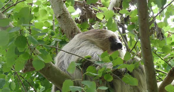 Two Toed Sloth, choloepus didactylus, Adult Hanging from Branch, Moving, Real Time 4K alt