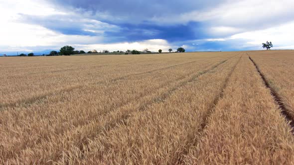 Wheat zooms past in diagonal rows under an epic stormy sky. alt