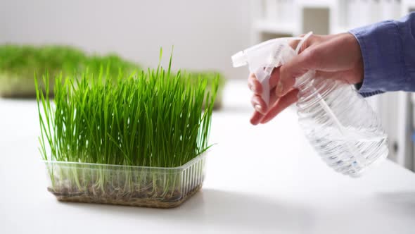 Watering Spraying Of A Plant Grown On Water Using The Hydroponics Method. Homemade Organic alt