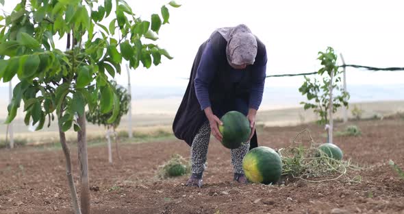 An experienced farmer family in an agricultural field with a ripe watermelon in their hands alt
