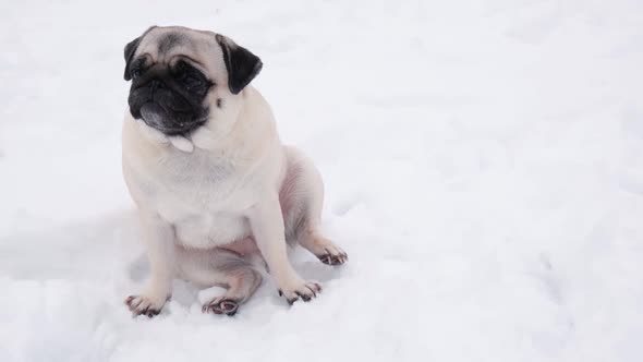 Funny Pug Dog Looking Surprised in Snowy Weather alt