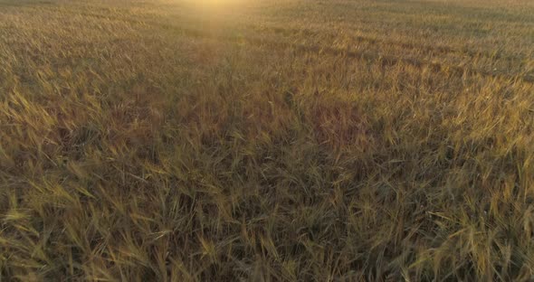 Ripe Barley Field at Sunset Aerial View Flying Over alt