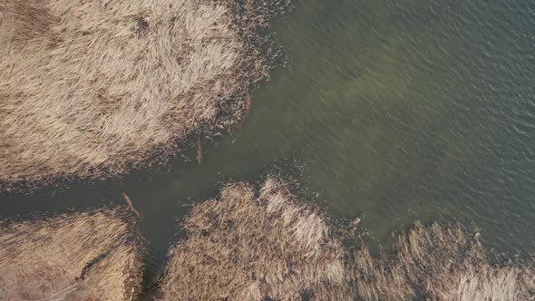 AERIAL: Top Down View of Reeds Waving in the Wind with Rippling Surface of the Lake