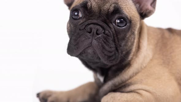 Cute Puppy Bulldog Posing alt