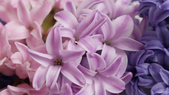 Spring bulbs of Hyacinthus orientalis 4K 2160p 30fps UltraHD footage - Slow pan on pink and purple f alt