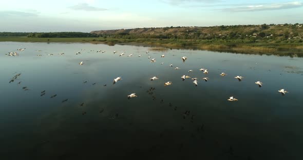 Flying parallel to a group of pelicans over the water alt