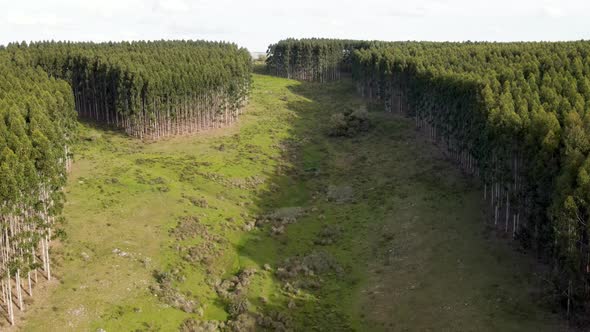 Flying over a stream surrounded by grassland and eucalyptus forest, aerial view, Uruguay alt