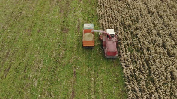 Self-propelled Harvester Removes Corn in the Back of a Dump Truck alt