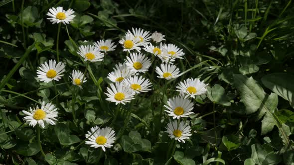 Beautiful Bellis perennis in tree shadow  4K 2160p 30fps UHD video - Blossoming white common daisy f alt