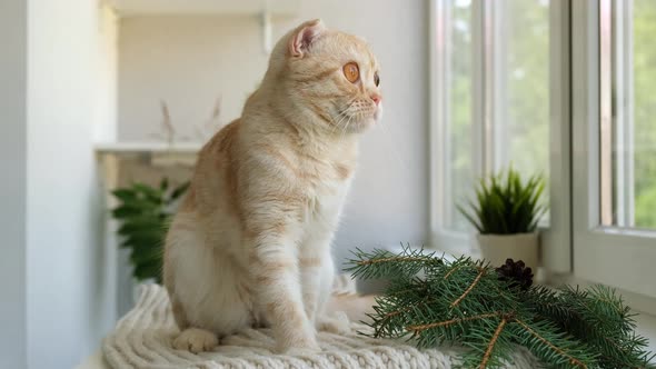 Red Ginger Tabby Scottish Fold Cat is Sitting on Soft Cozy Beige Scarf Next to the Window and alt
