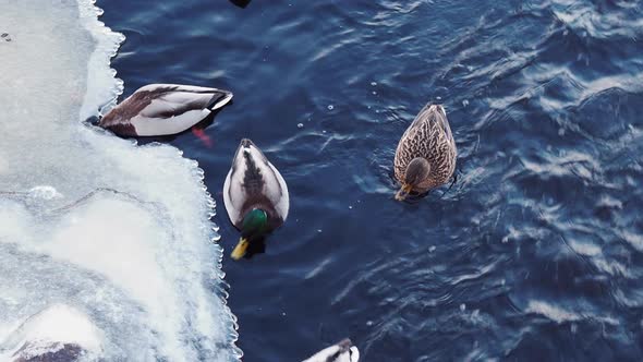 Ducks on lake in winter time alt