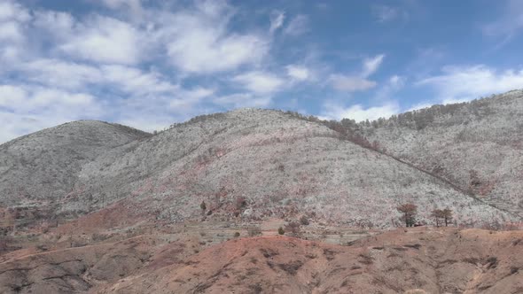 Concept of deforestation alt