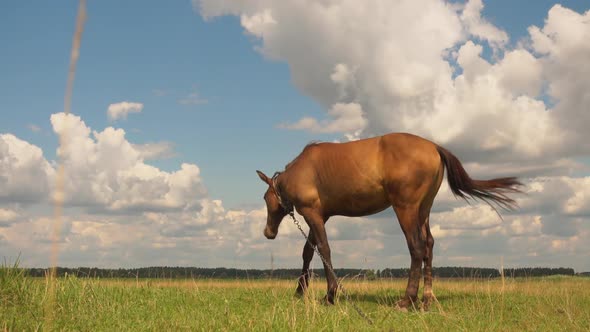Beautiful Horse Grazing in Green Field