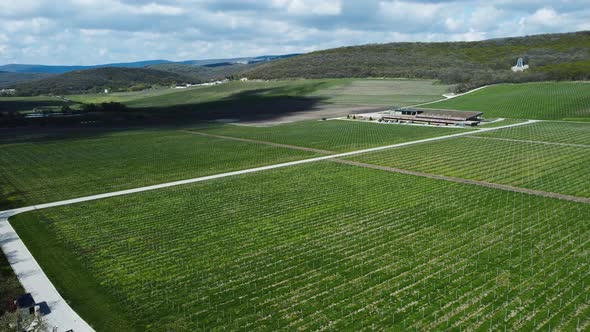 Fields of Grapes Shooting with a Drone