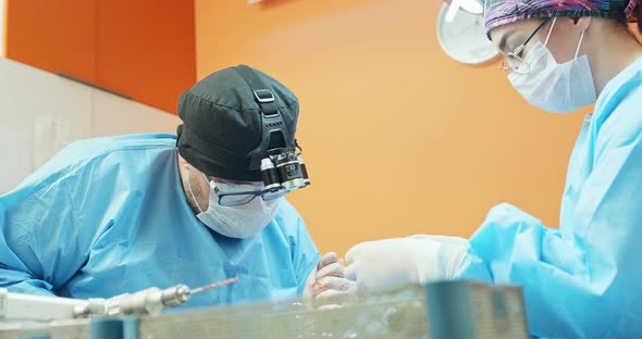 Male Veterinarian in Glasses White Gloves Cap and in Surgical Outfit While Operating the Back Leg of alt