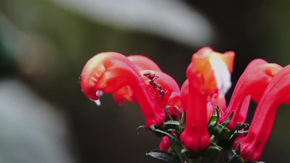 Flower With Ant