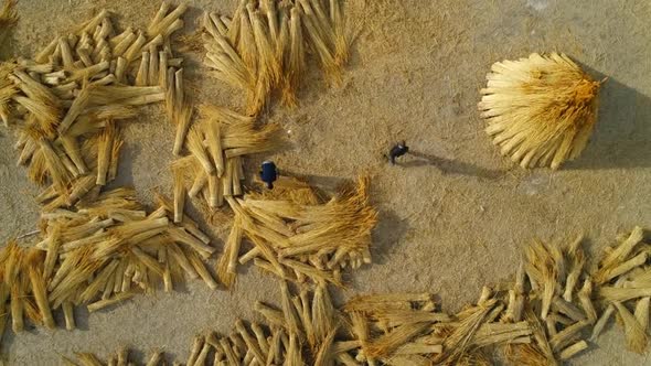 Peasants Canes Rally alt