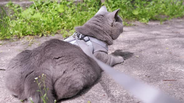 Gray British Cat on a Leash Basking in the Sun Lying on Sand on Outdoors alt