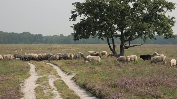 Herd of sheep grazing at the purple blooming heather next to tree alt