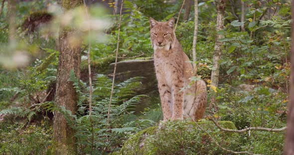 Resting Lynx Cat on Sitting in the Forest in the Evening Shadows