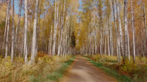 Drone Flying Fast Forward in the Park Over the Path Golden Autumn in the Park Yellow Leaves on the alt