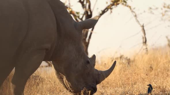 Footage of an adult white rhino in a national park in south africa alt