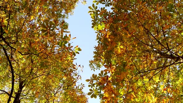 Nature Ecology Environment Fall Season Background alt