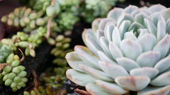 Succulent Plants Collection Gardening in California USA