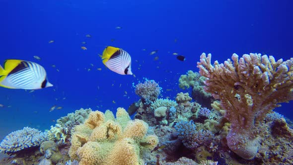 Tropical Coral Garden alt