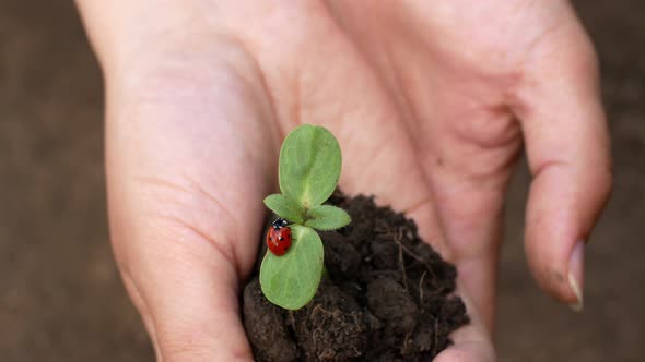 The farmer holds the sprout of the plant. Organic farming organic eco-farm alt