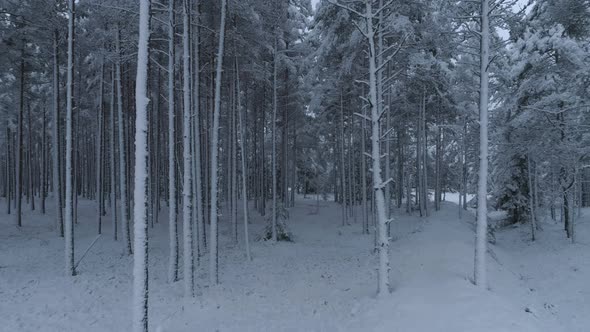 Snow Falling in the Winter Forest Moving Backwards alt