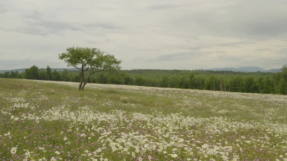 Tree stands alone with wildflowers in fallow field, Orbiting aerial alt