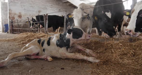 The Newborn Calf on the Farm Lies in the Hay and a Herd of Cows Around Him alt