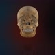 Skull - VideoHive Item for Sale