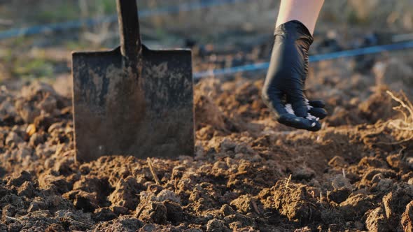 Farmer's Hand in a Glove Pours Chemical Fertilizers Into the Soil alt