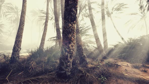 Coconut Palms in Deep Morning Fog alt