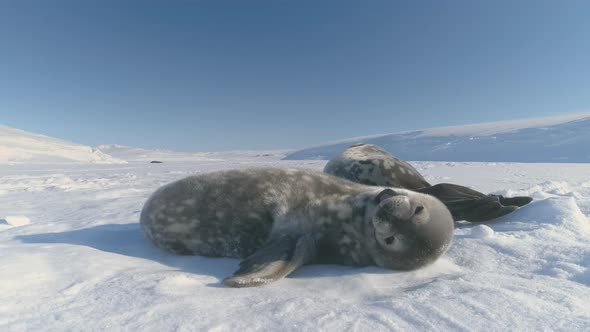 Antarctica Baby Weddell Seal Yawn in Sun Light alt