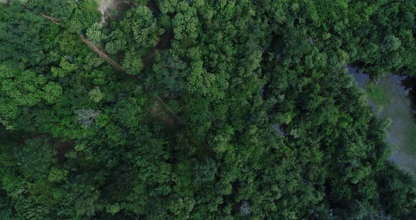 Drone shot above small trail and tress in tropical dense green forest