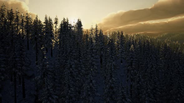 Majestic Winter Landscape Glowing By Sunlight alt