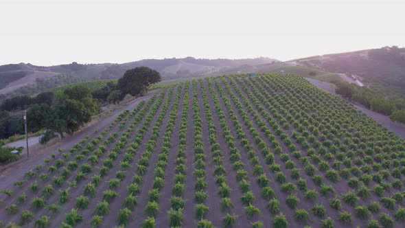 Aerial Drone Shot of Rolling Hills Covered in Vineyards During Sunset (Paso Robles, California)