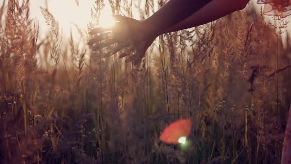 Girl Relax On Holidays Morning Vacation. Happy Woman Walking Summer Field. Hand Touch Wild Grass. alt