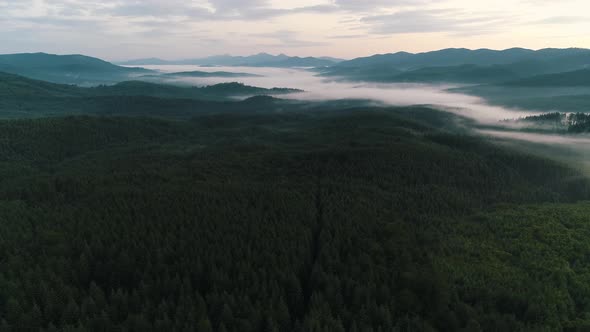 Fog Over the Forest in the Ukrainian Carpathians