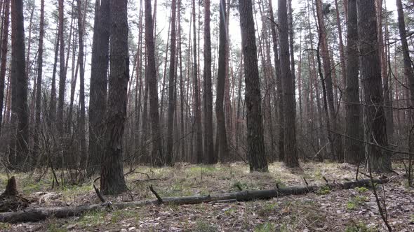 Trees in a Pine Forest During the Day Aerial View alt