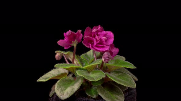 Time Lapse of Growing and Opening Magenta Saintpaulia African Violet