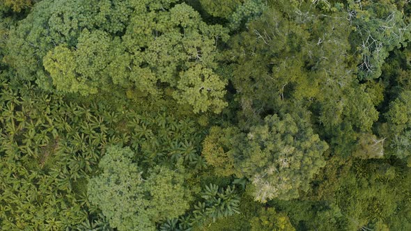 Flying over of trees tops in Amazonia, Jungle in Peru 4K